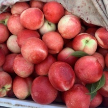 中藥材市場動態 柴胡批發價格分析及一手貨源供應指南